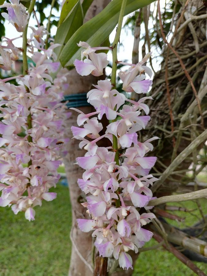 Thanorm Rak Resort เขาค้อ ภายนอก รูปภาพ